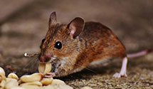 24 Hour & Emergency Exterminators in Hampton, NH